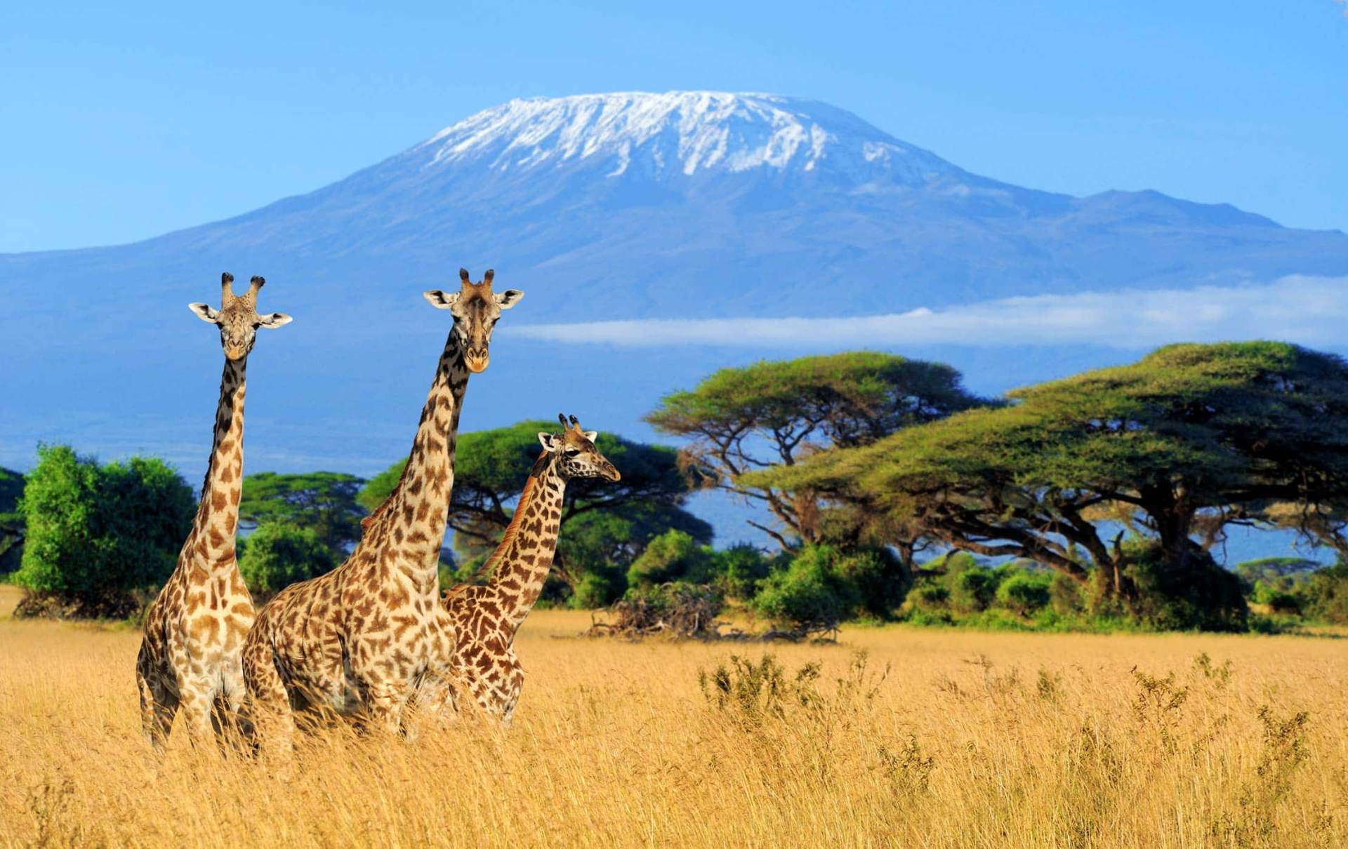 Giraffes in acacia woodland with snow-capped Kilimanjaro in the distance