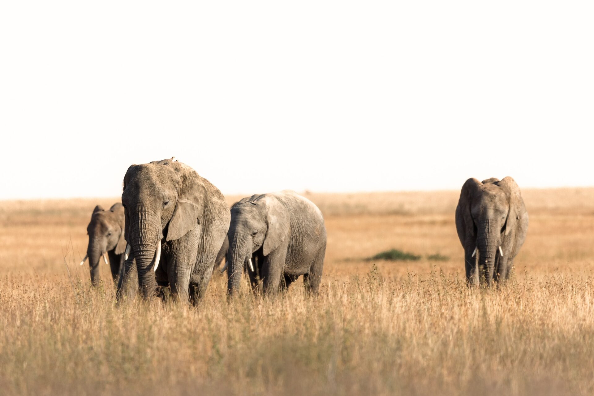 Serengeti Safari