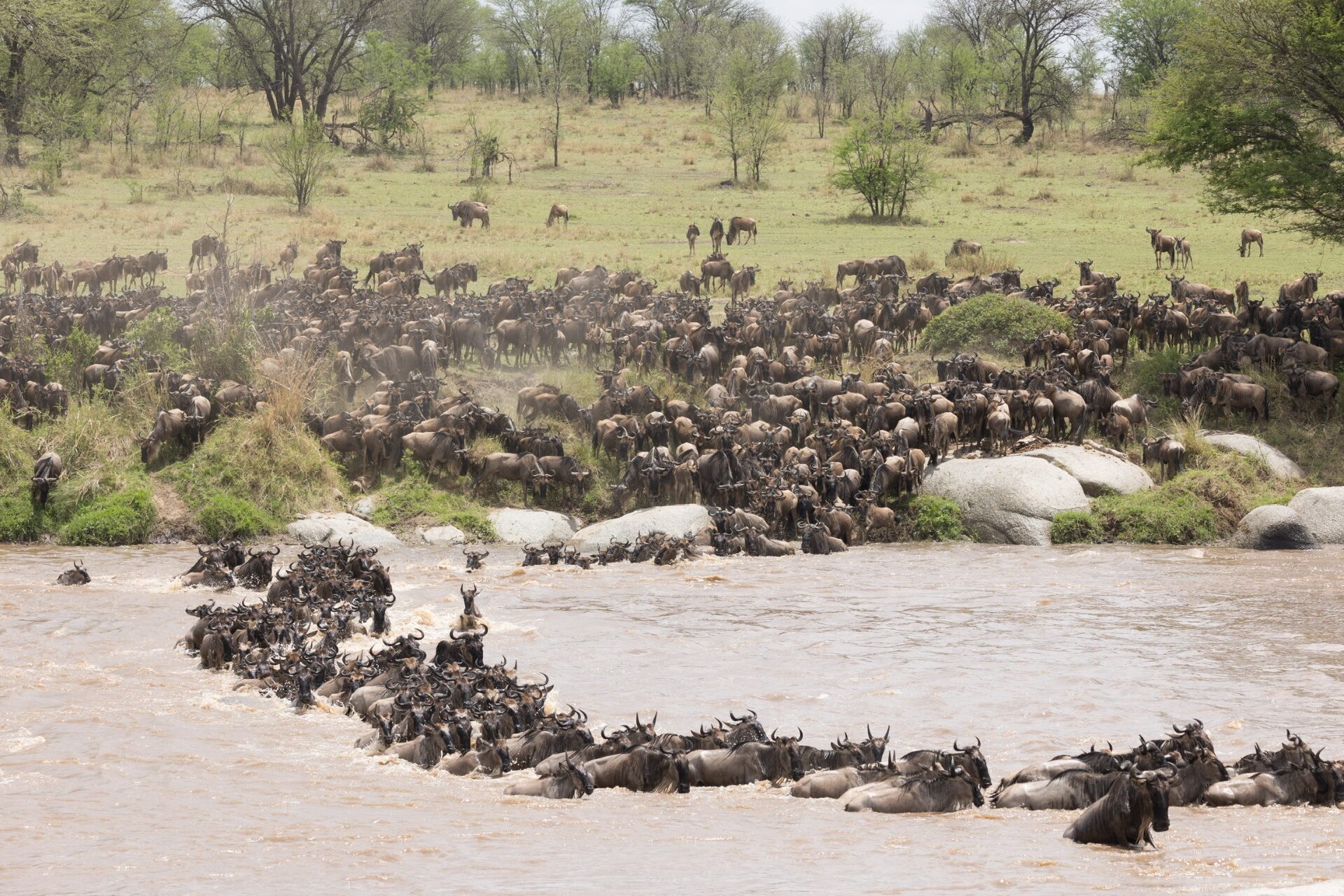 Tanzania safari cost: a complete 2026 price guide