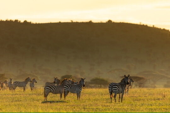 Central Serengeti (Seronera)