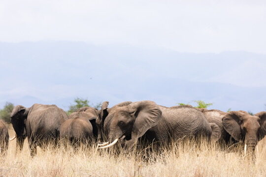 Tarangire National Park