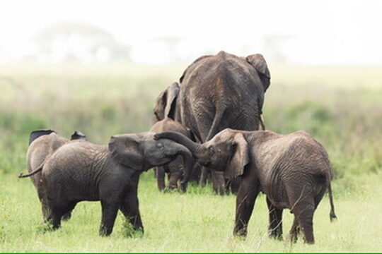 Tarangire National Park