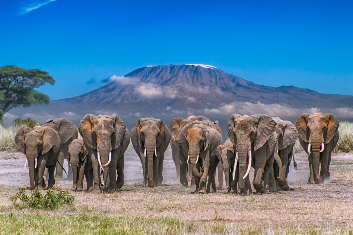 Internal Flights on Safari
