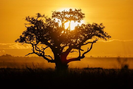 Conservation in Tanzania