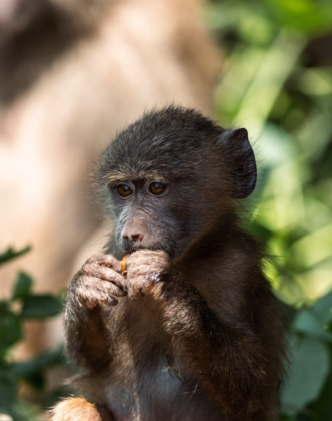 Best Lodges in Lake Manyara