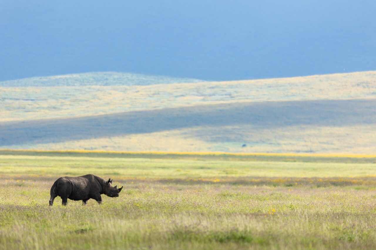 Best Lodges in Tarangire