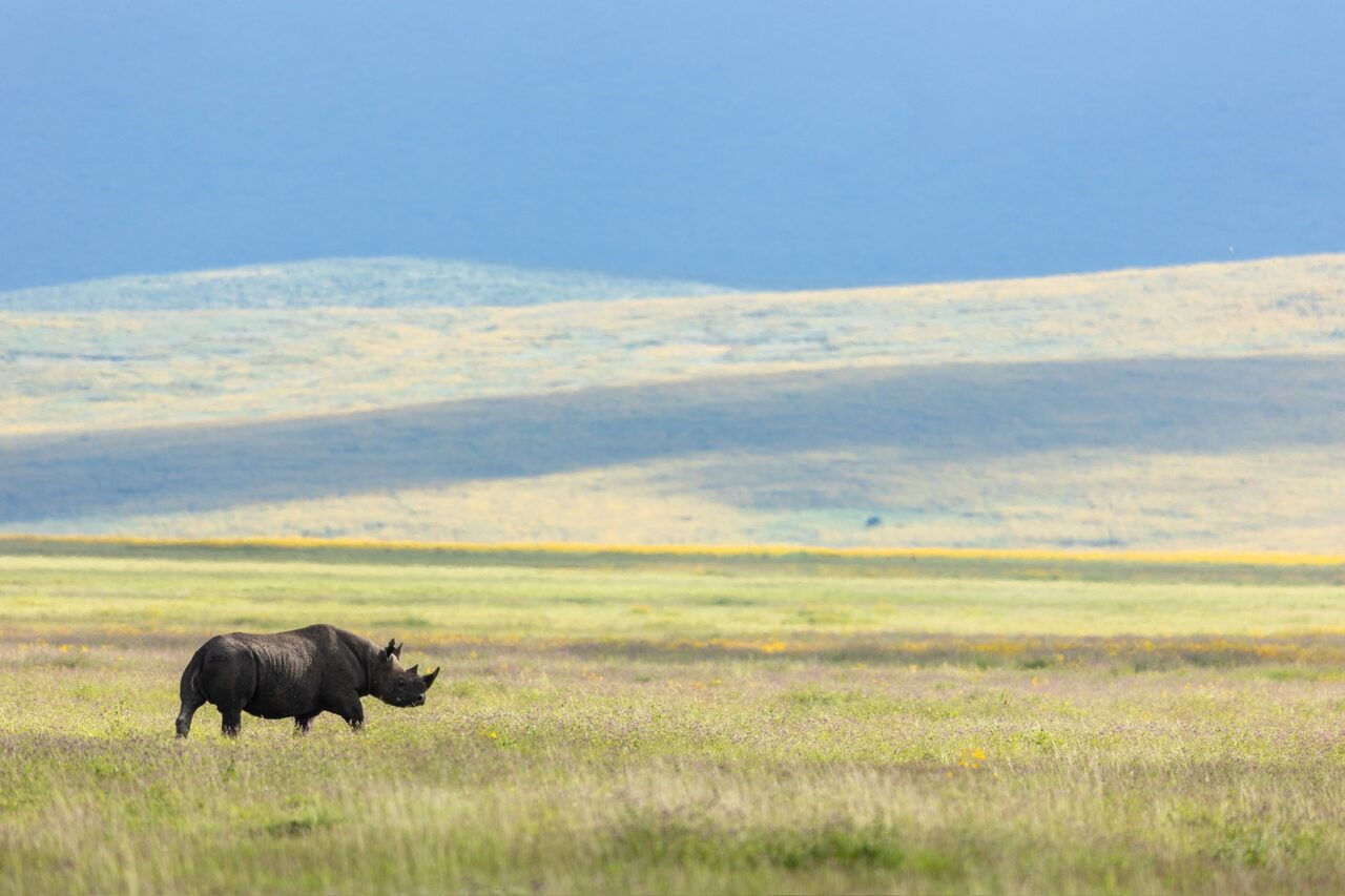 7-Day Black Rhino Tracking Luxury Safari