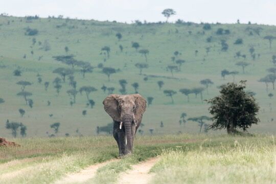 Tarangire's Baobab Forests
