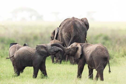 Ngorongoro Highlands Walks