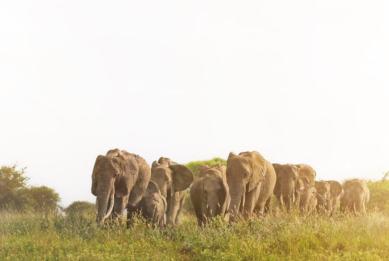Ndutu Calving Plains