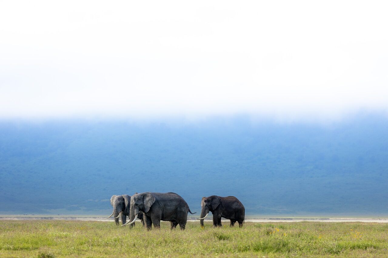 Central Serengeti - Seronera