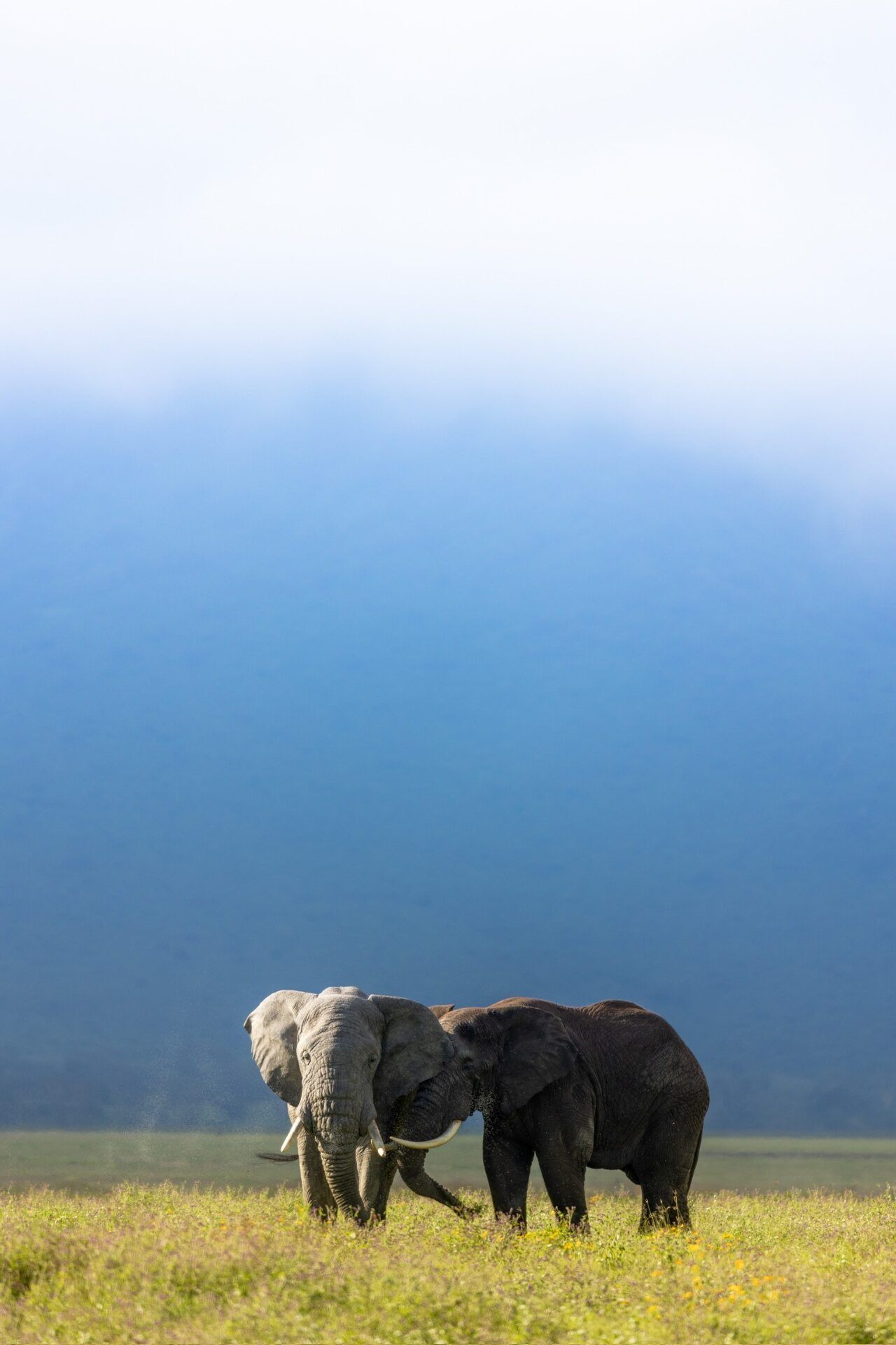 Northern vs Southern Serengeti