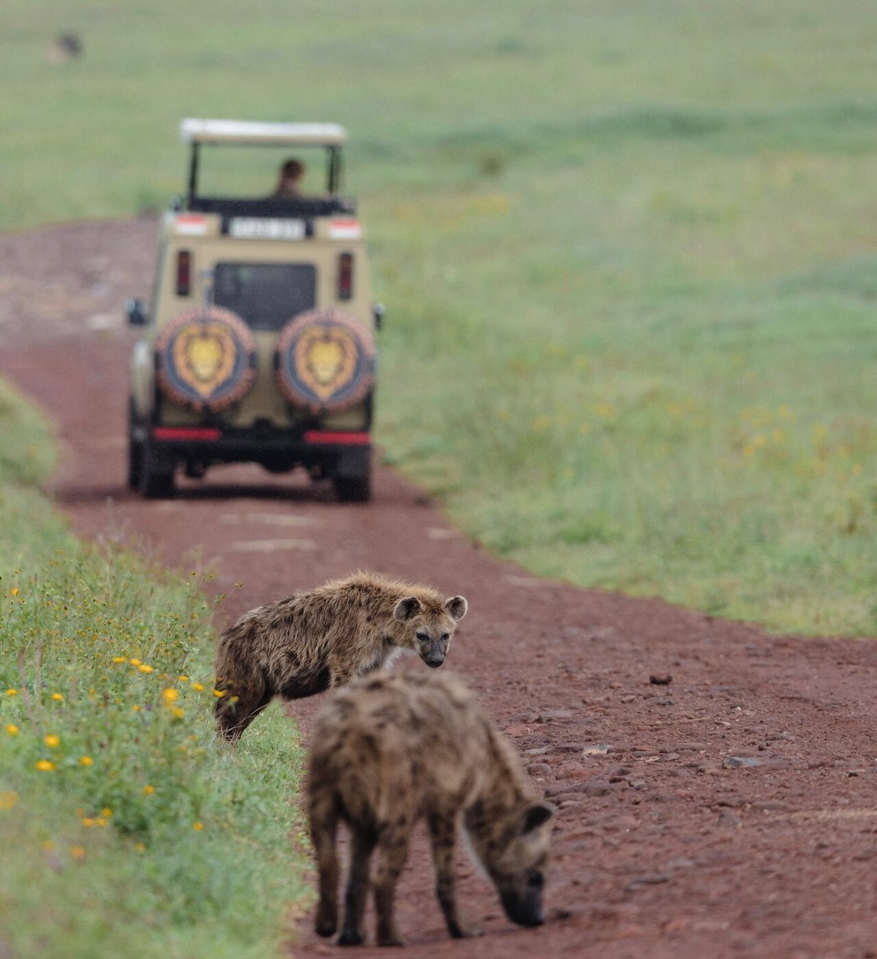 A senior planner's safari packing list