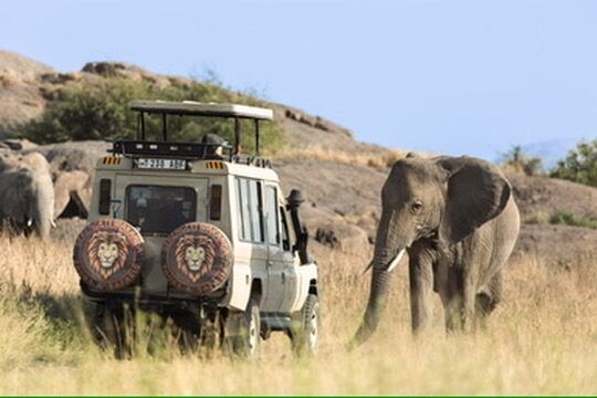 Honeymoon Safari Costs