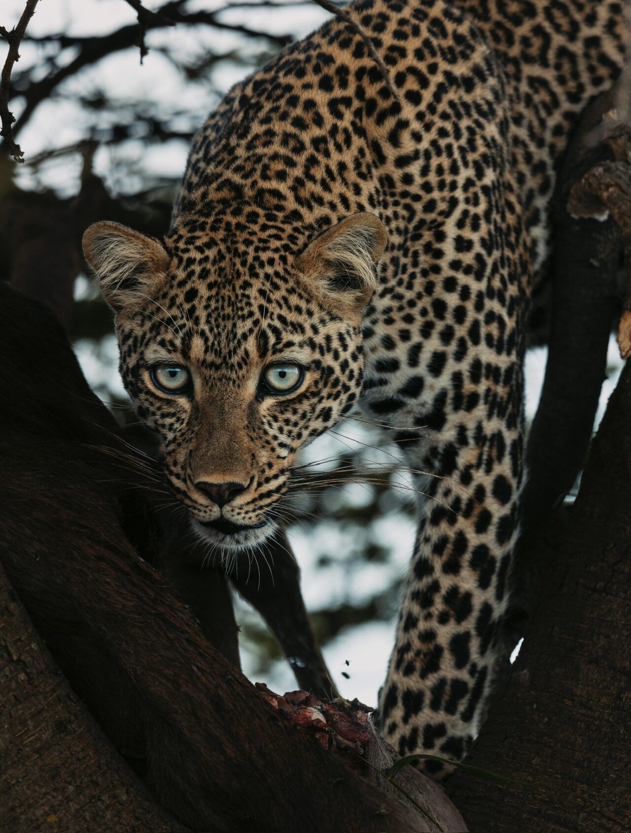 Hidden Costs on Safari
