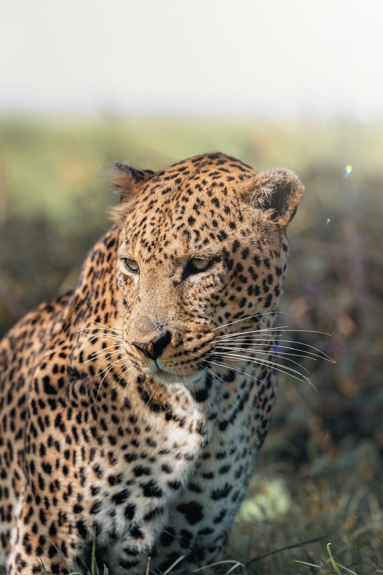 Cost of a 10-Day Tanzania Safari