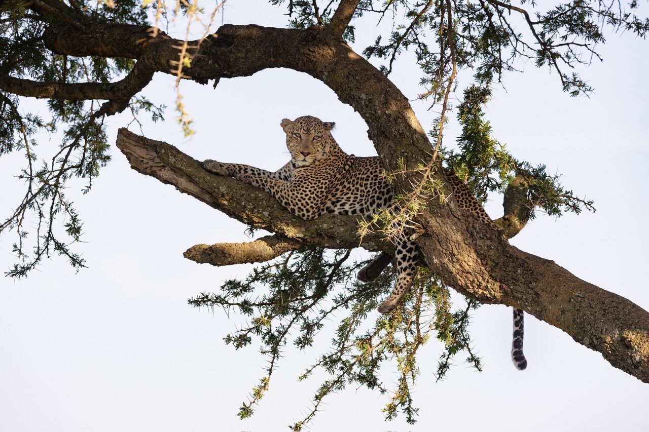 Cost of a 5-Day Tanzania Safari