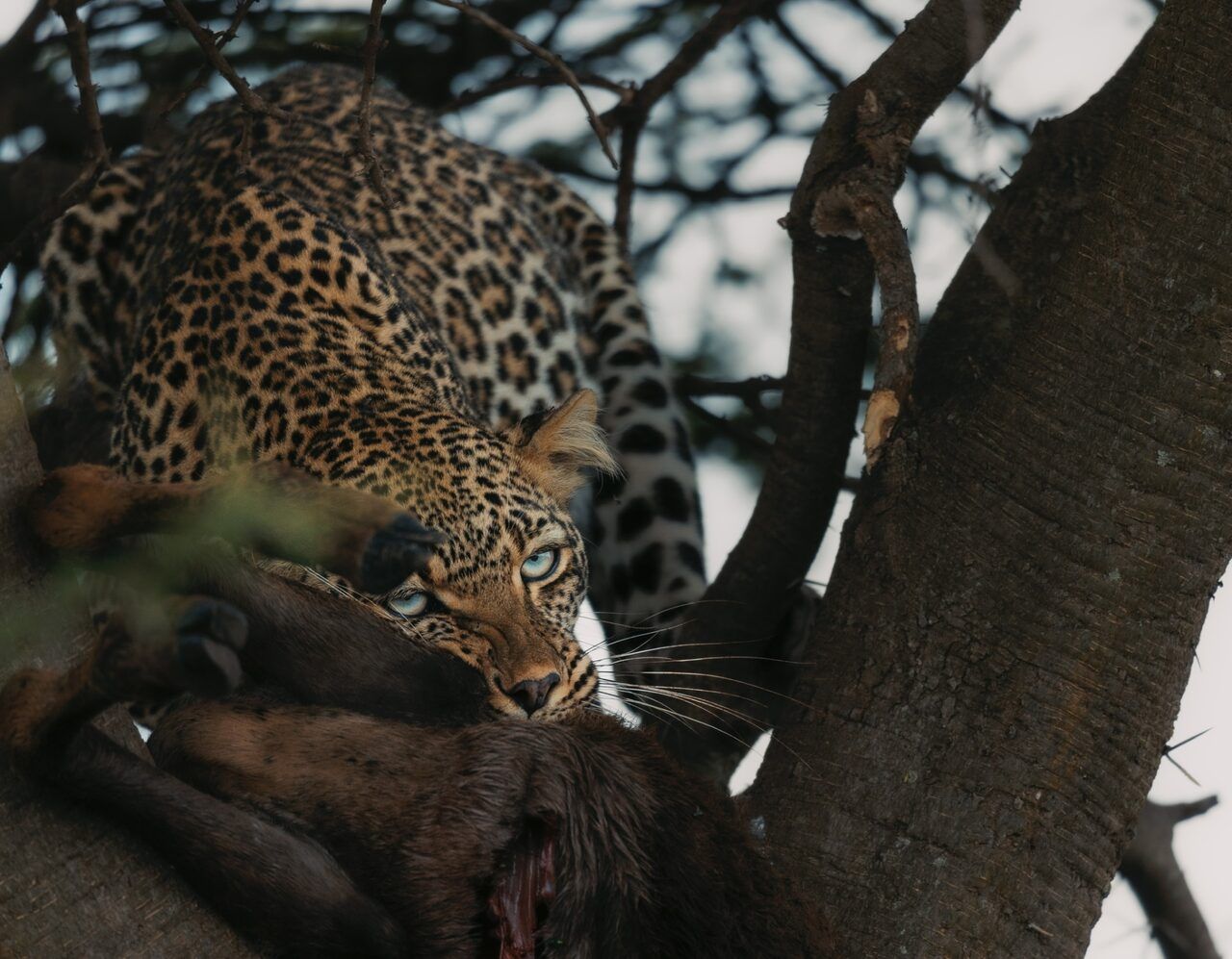Cost of a 7-Day Tanzania Safari