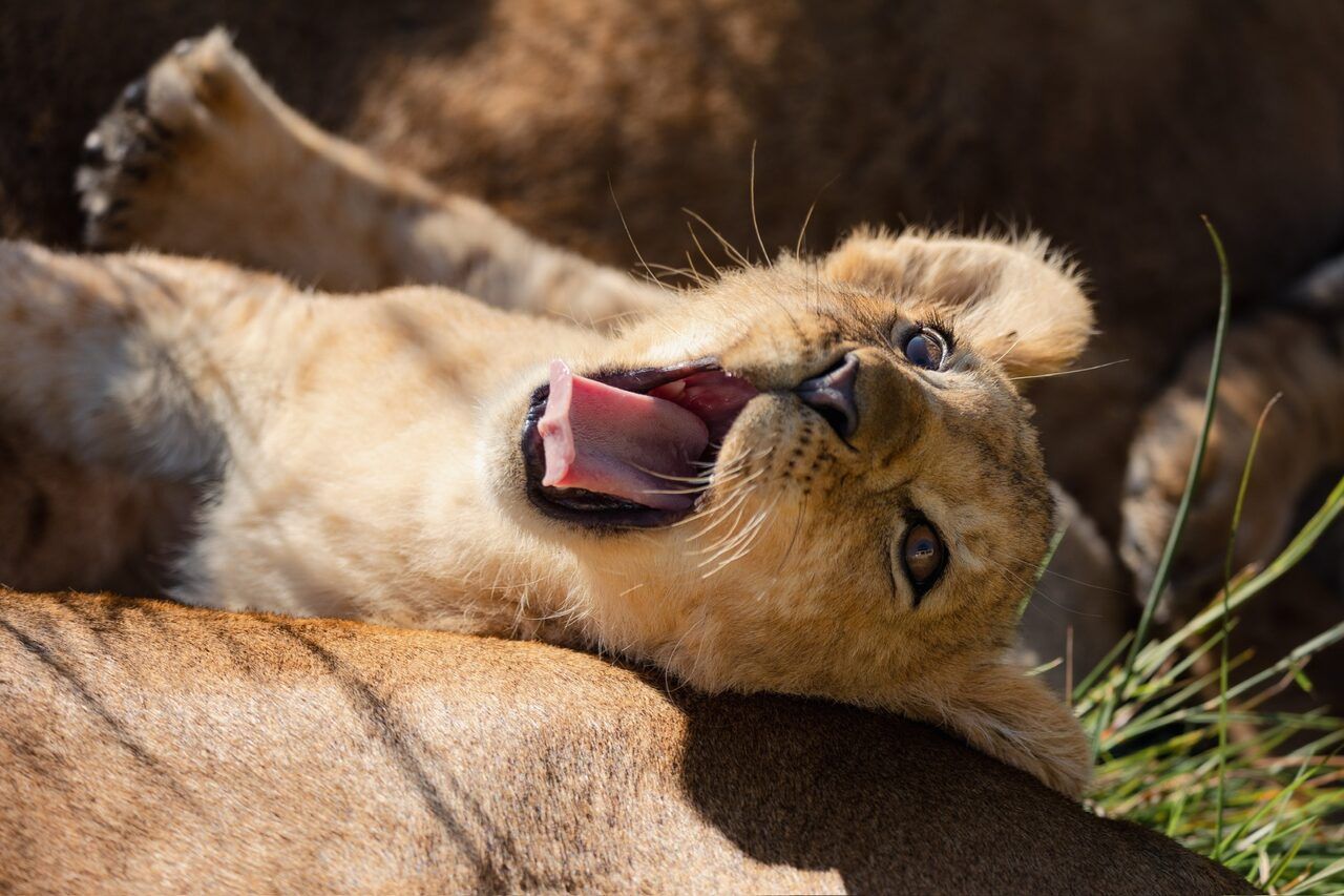 Endangered Species Conservation