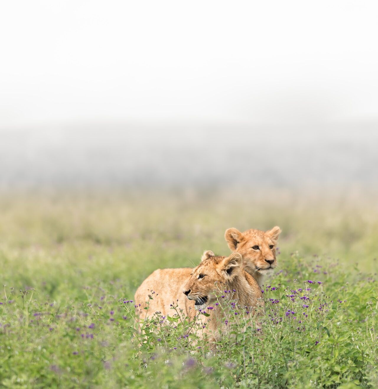 Reptiles of Tanzania
