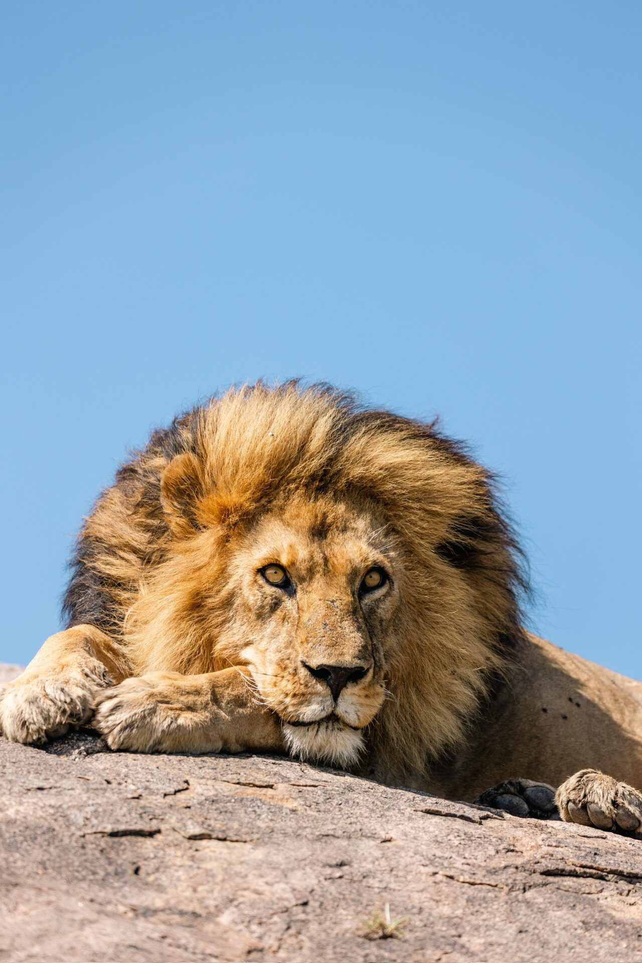 Primate Watching in Manyara