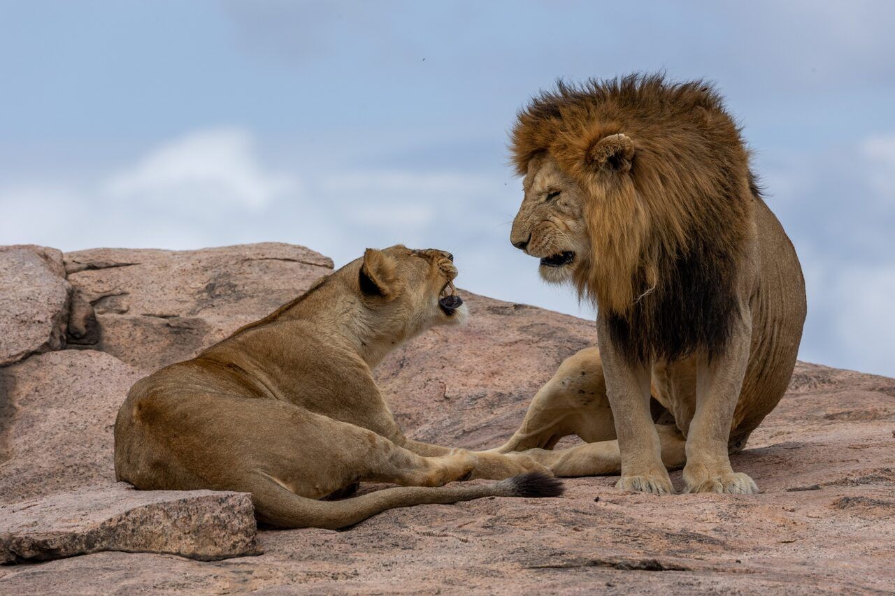 Birding the Northern Circuit