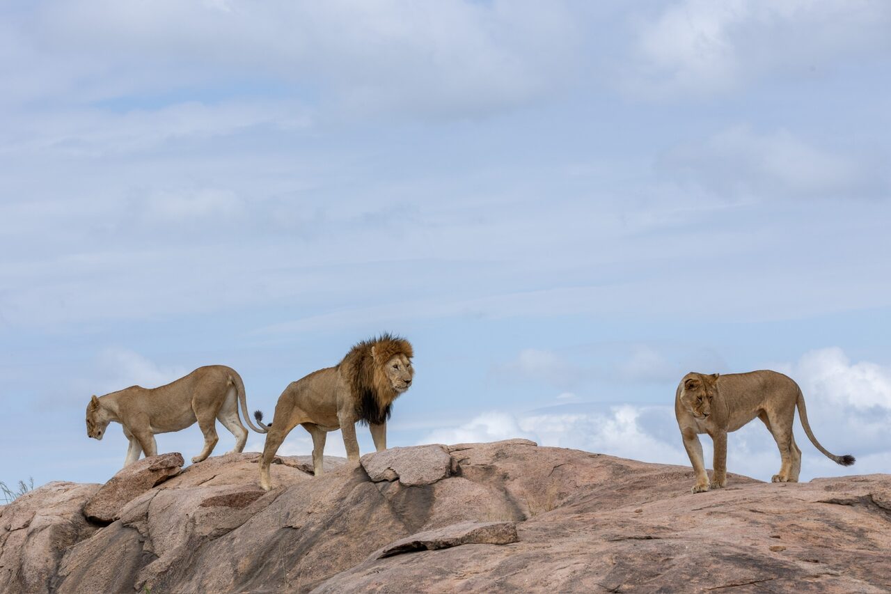 Serengeti Safari