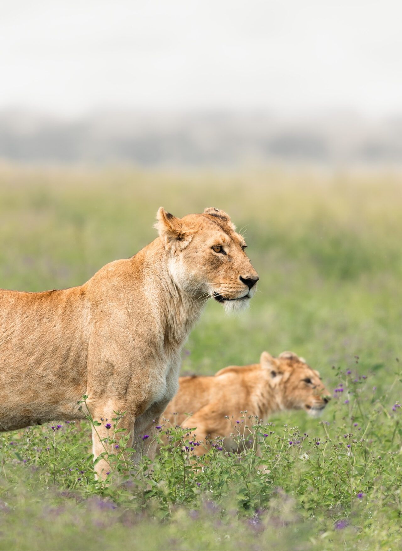 Predator-Prey Dynamics