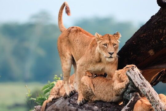 Tree-Climbing Lions Explained