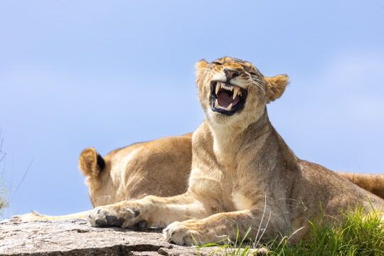 Endemic Species of Tanzania