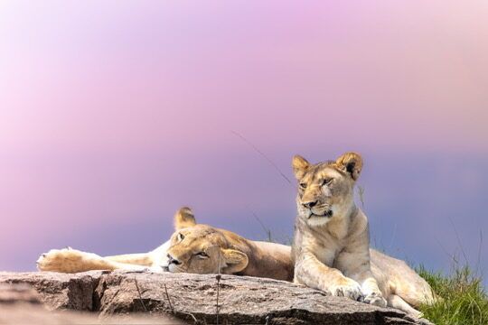 Big Cat Photography Tips