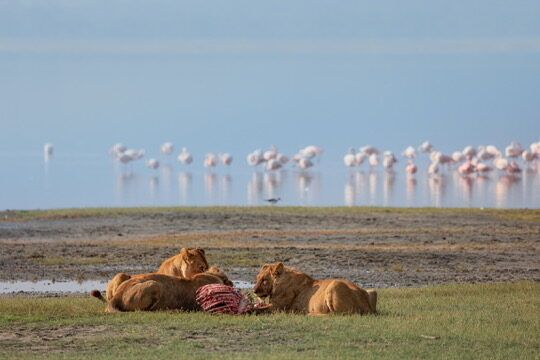 Flamingos of Lake Manyara