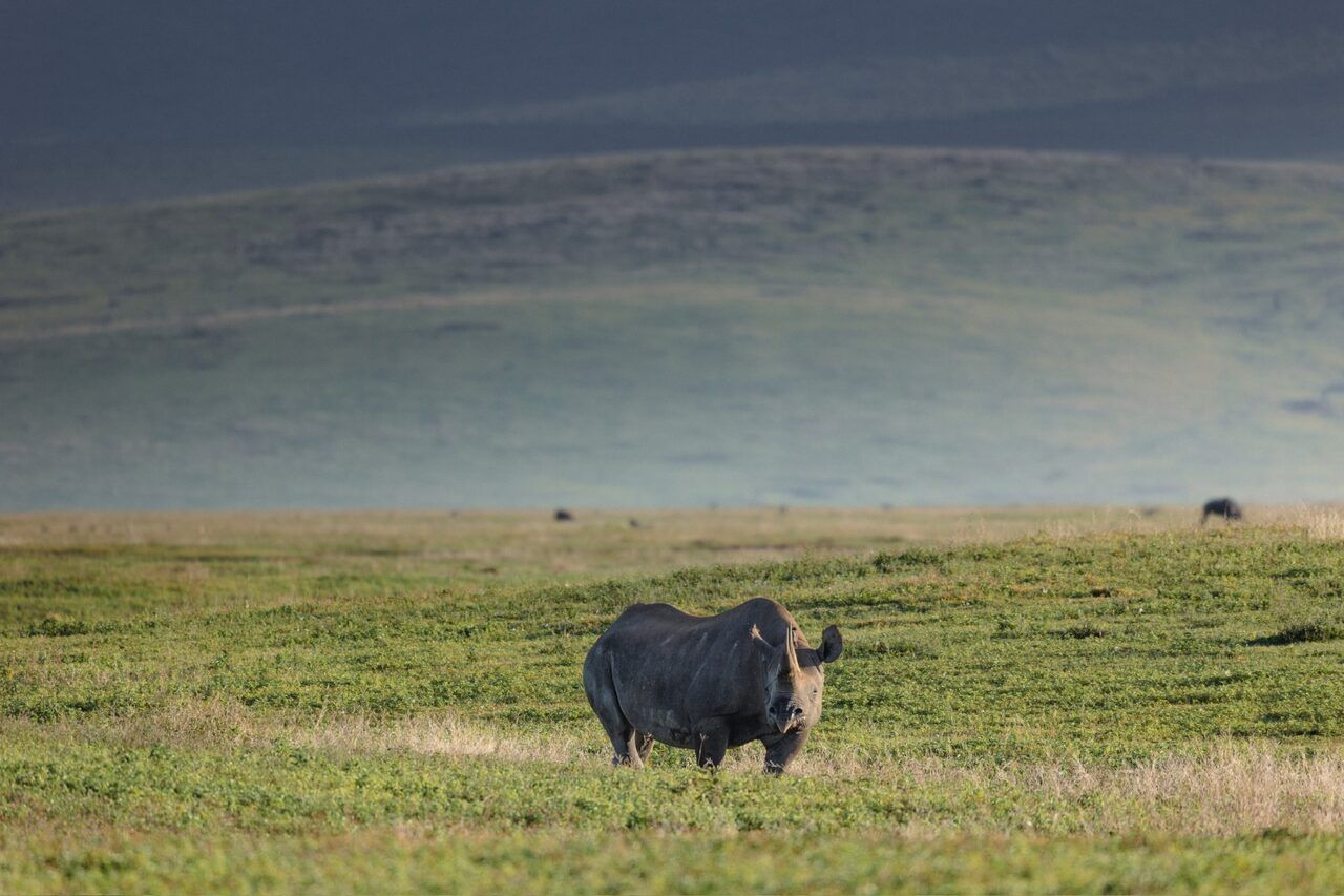 Birds of the Serengeti