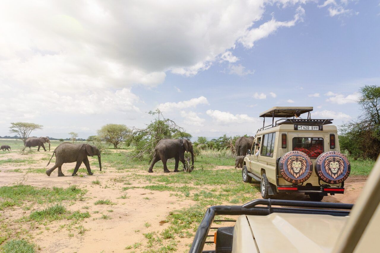 Hippos of the Mara River