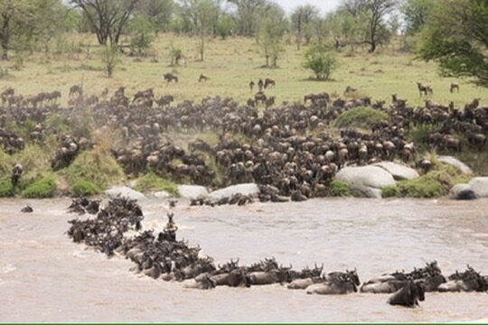 Wild Dogs - Where to Find Them