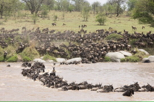 5-Day Fly in Migration Crossing Safari from Arusha