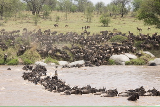 5-Day Fly in Migration Crossing Safari from Arusha
