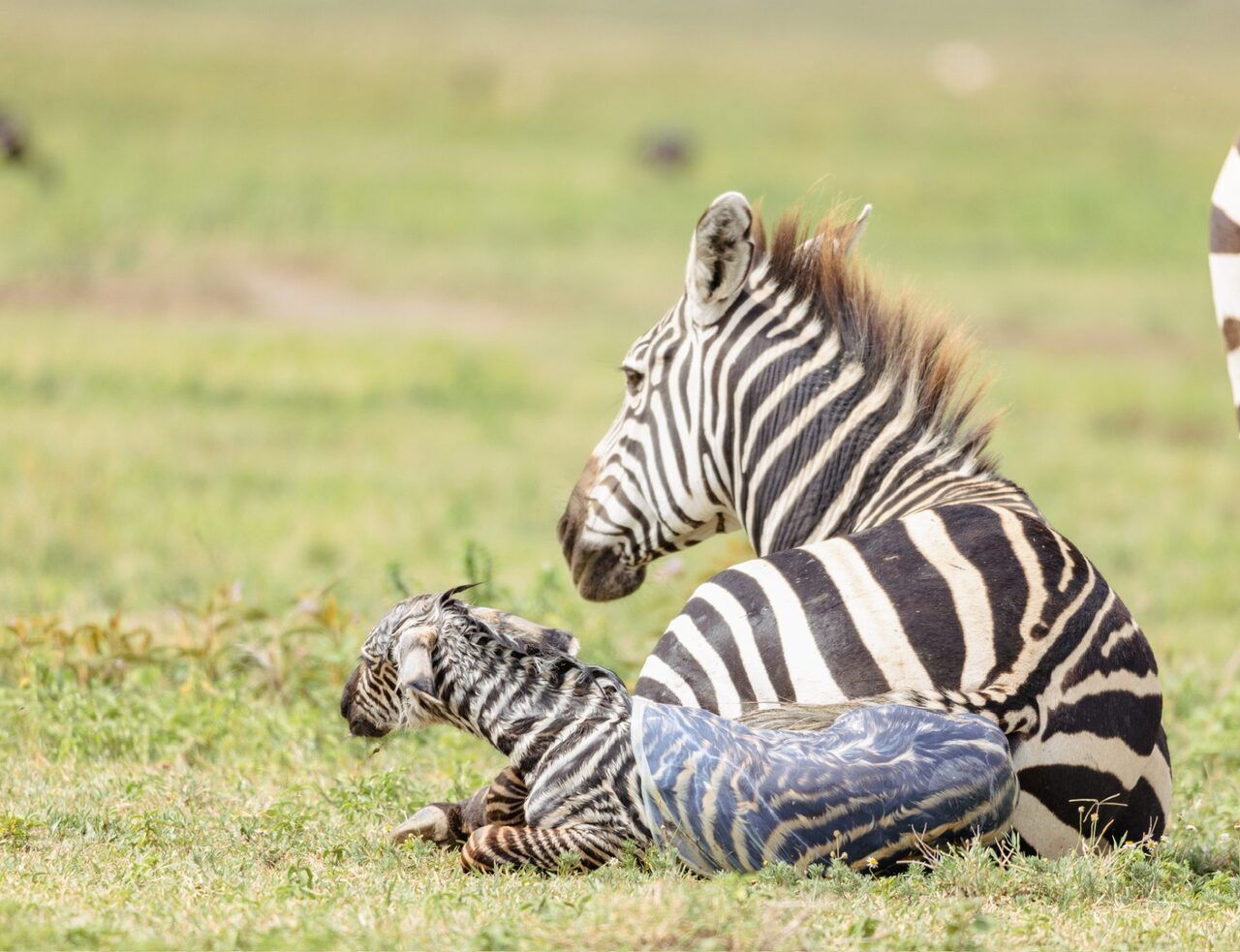 Cape Buffalo Behaviour
