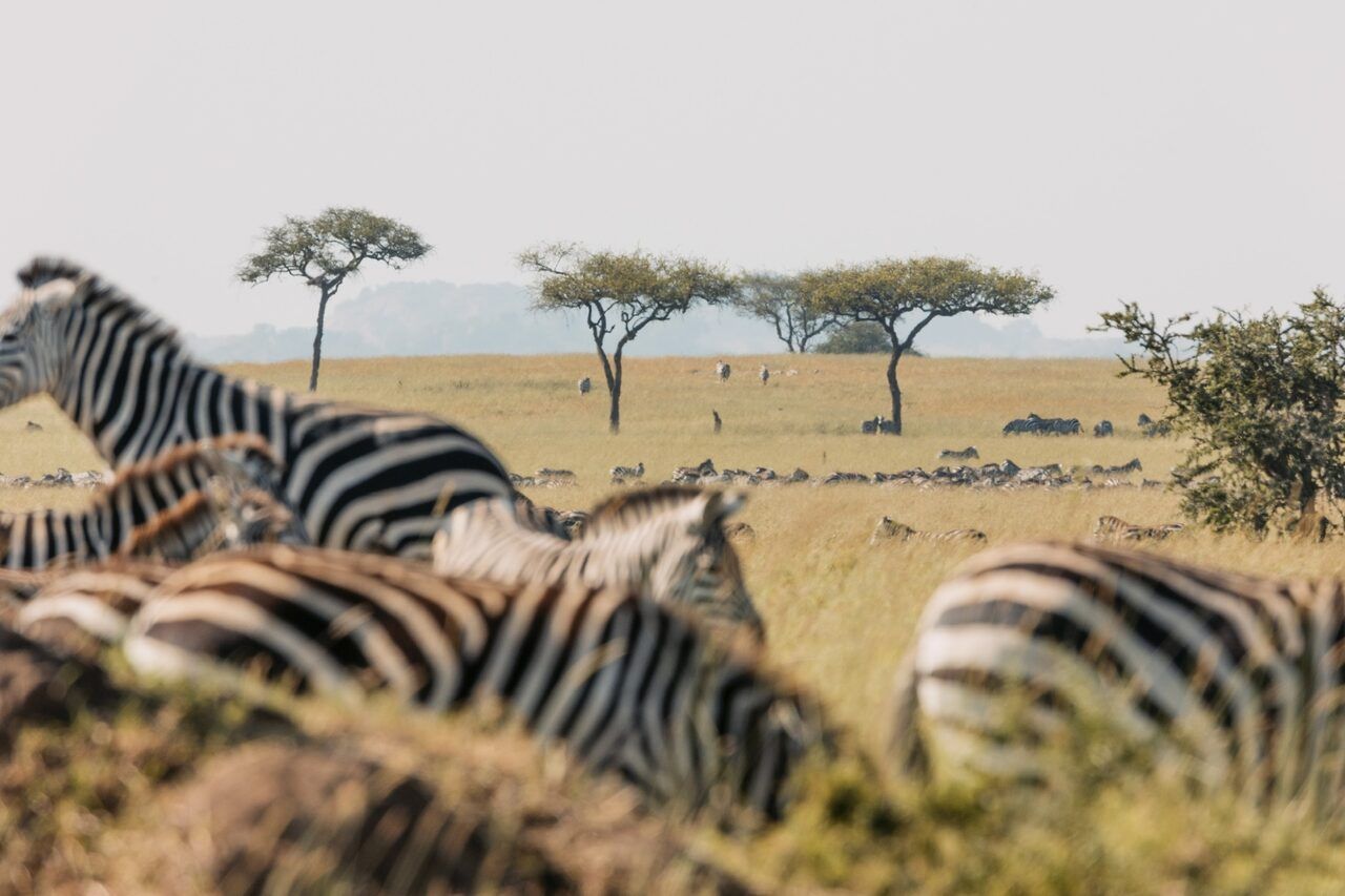 Cheetahs of the Plains