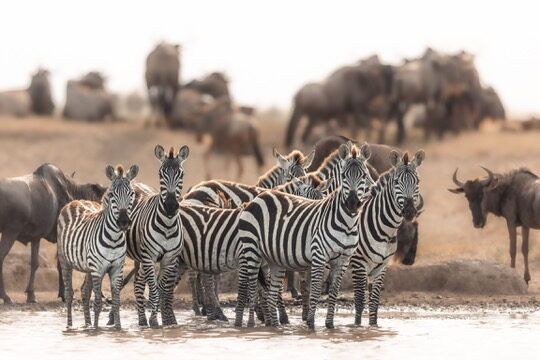 Lions of the Serengeti