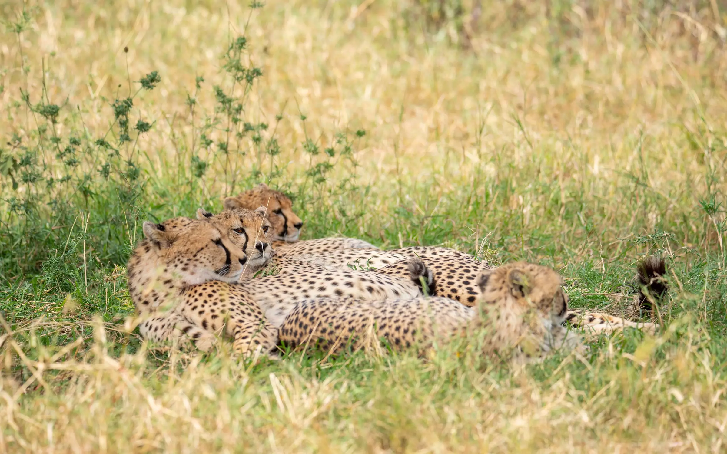 3 Day Zanzibar To Ngorongoro Tarangire And Hadzabe Safari Serengeti Wakanda 